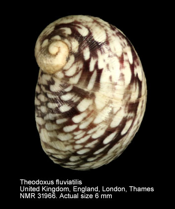 Theodoxus fluviatilis (8).jpg - Theodoxus fluviatilis (Linnaeus,1758)